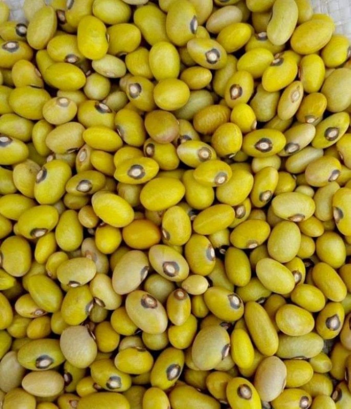 Yellow Beans from Tanzania